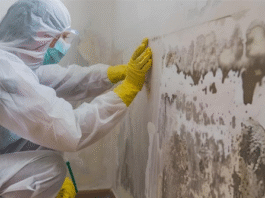 mould removal services