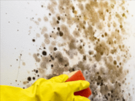 mold removal kitchener